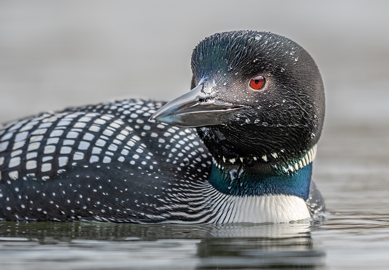 A common loon sitting in water