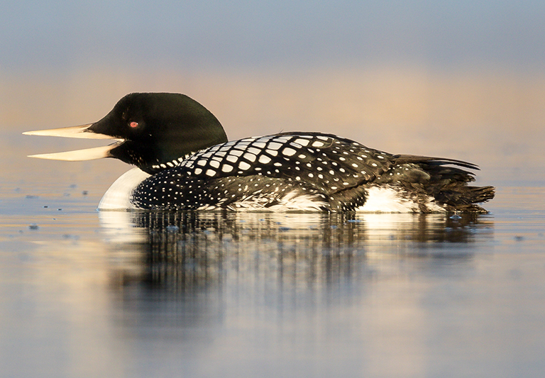 A yellow-billed loon sitting on the water